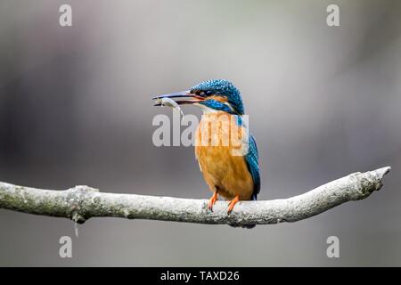 Kingfisher comune Foto Stock