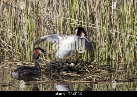 Grande crested svassi Foto Stock