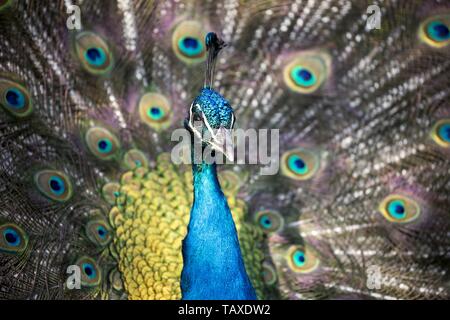 Pavo cristatus Foto Stock