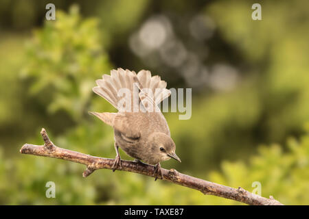 Starling giovane, appollaiate su un ramo Foto Stock