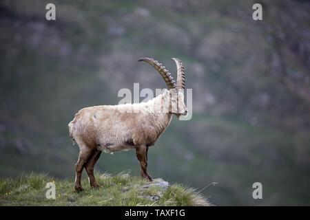 Stambecco alpino Foto Stock