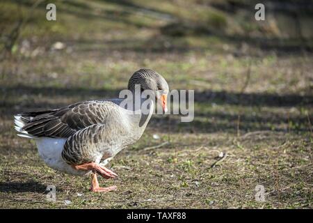 Oca di Pomerania Foto Stock