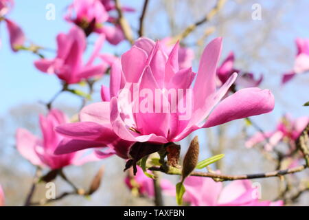 Magnolia 'Caerhays sorpresa". Acqua a forma di giglio fiori di magnolia Caerhays sorpresa. AGM. Adatto per piccoli giardini. Foto Stock