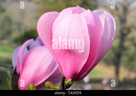 Magnolia 'weetheart'. Profumi di fiori di magnolia Sweetheart hybrid Foto Stock