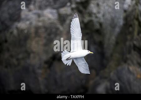 Nero-kittiwake zampe Foto Stock