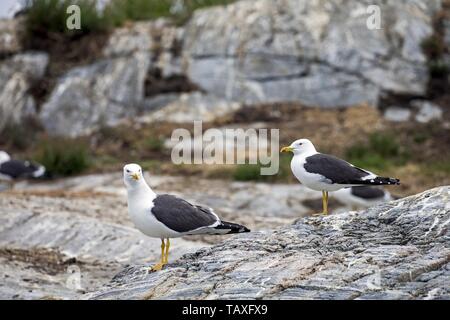 Lesser black-backed gabbiani Foto Stock