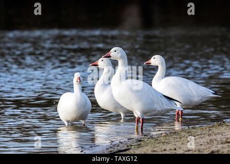 oche delle nevi Foto Stock