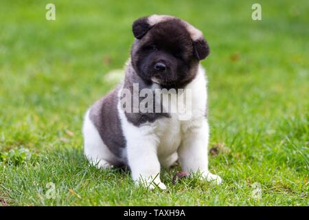 Akita Americano cucciolo Foto Stock