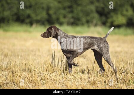 Il tedesco shorthaired puntatore Foto Stock