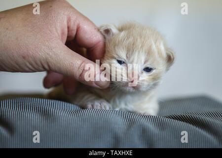 Il tedesco Longhair gattino Foto Stock