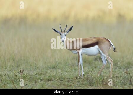 Antilope saltante Foto Stock