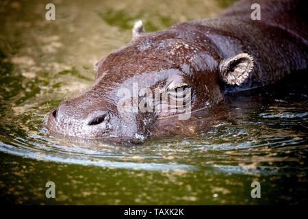 Ippopotamo pigmeo Foto Stock