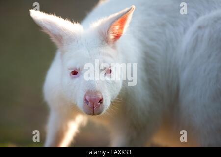 Il Bennett's wallaby Foto Stock