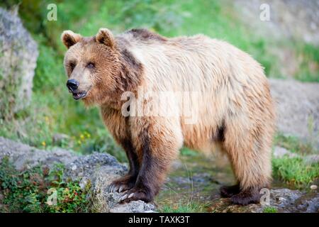 Orso Bruno Foto Stock