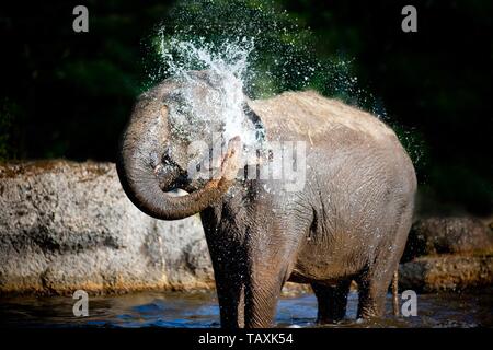 elefante Foto Stock