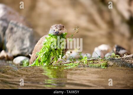 Lontra comune Foto Stock