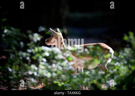 Blackbuck indiano Foto Stock