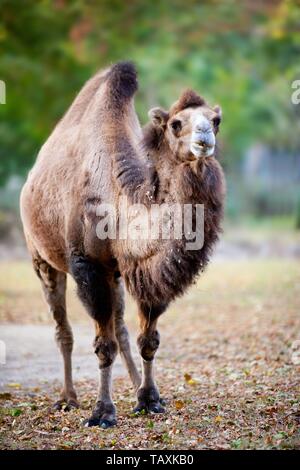 Cammello Bactrian Foto Stock