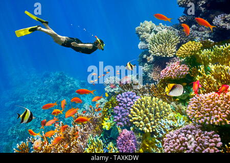 Mar Rosso, barriere coralline e pesci, Sharm El Sheikh, Egitto Foto Stock