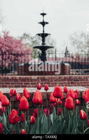 Tulipani rossi nella parte anteriore di un sistema a più livelli fontana gated in primavera a tulip festival in Iowa (USA). Foto Stock