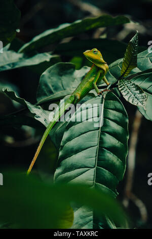 Maned, foresta verde Lizard arroccato su una foglia nella foresta pluviale di Bali, Indonesia Foto Stock