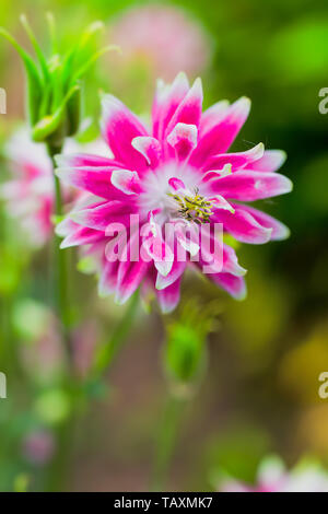 Bella doppia fioritura rosa colombine blossom. Foto Stock