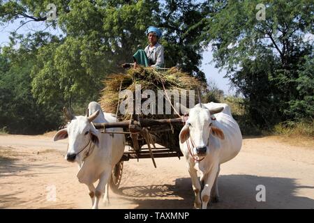 BAGAN, MYANMAR - Dicembre 21. 2015: Burmese donna seduta su balle di fieno che guida un bue carrello attraverso la zona rurale Foto Stock