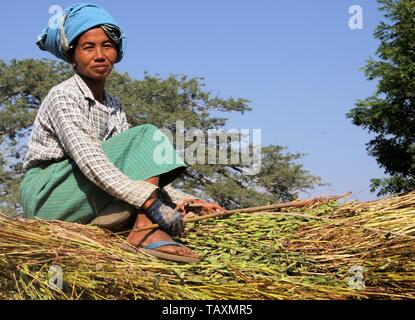 BAGAN, MYANMAR - Dicembre 21. 2015: Burmese donna seduta su balle di fieno che guida un bue carrello attraverso la zona rurale Foto Stock