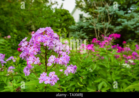 Tall giardino phlox crescente selvatici in un giardino abbandonato. Foto Stock