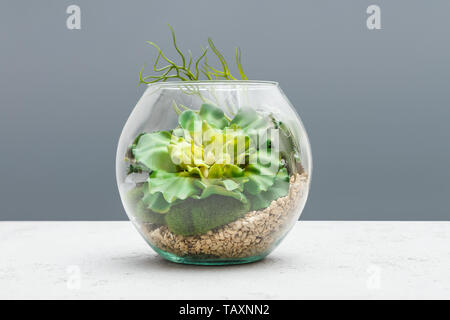 Le piante succulente in florarium Foto Stock