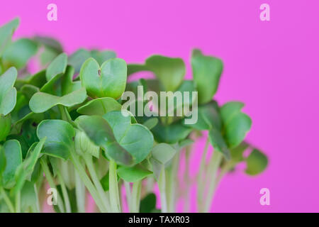 Macro foto a colori di ripe rafano verde crescione contro sfondo rosa, spazio di copia Foto Stock