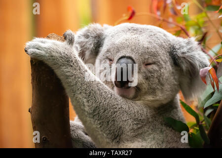Maschio orso Koala (phascolarctos cinereus) addormentato sul pesce persico nel contenitore con lo Zoo di Edimburgo, Scozia, Regno Unito Foto Stock