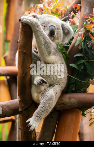 Maschio orso Koala (phascolarctos cinereus) addormentato sul pesce persico nel contenitore con lo Zoo di Edimburgo, Scozia, Regno Unito Foto Stock