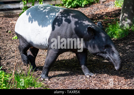 : La malese tapiro (Tapirus indicus) presso lo Zoo di Edimburgo, Scozia, Regno Unito Foto Stock