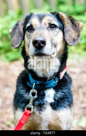 Bella razza cane con sciarpa e guinzaglio rosso a piedi Foto Stock