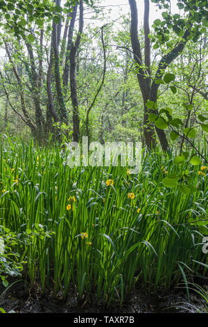 Iris pseudacorus (bandiera gialla) cresce in una palude, Alver Valley Country Park, Gosport, Hampshire, Regno Unito Foto Stock