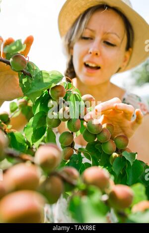 La donna si verifica la maturazione delle albicocche sul ramo di albero durante il tempo primaverile, molti frutti Foto Stock