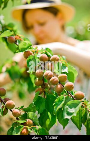 Home agricoltore è controllare la maturazione delle albicocche sul ramo di albero durante il tempo primaverile, frutti immaturi Foto Stock