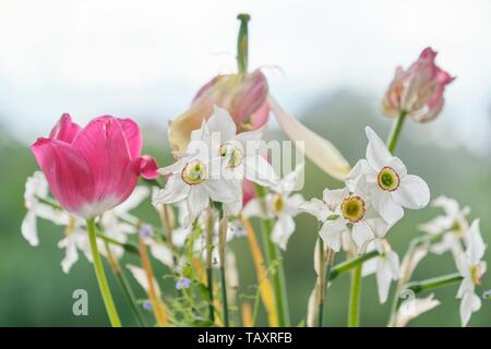 Bouquet di sbiadito fiori di primavera, tulipani e giunchiglie bianche secche, serata di sfondo Cielo di tramonto nella finestra Foto Stock