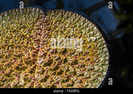Ninfea coccolone / Fox Nut / foxnut Gorgone / dado / makhana (Euryale ferox) gigante foglie galleggianti, nativo di Asia orientale e Asia meridionale Foto Stock