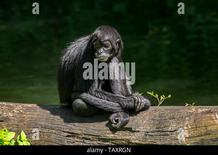 Il ragno colombiano di scimmia (Ateles fusciceps rufiventris) nativa per la Colombia e il Panama Foto Stock