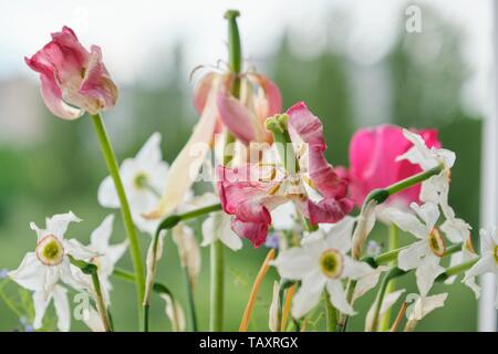 Bouquet di sbiadito fiori di primavera, tulipani e giunchiglie bianche secche, serata di sfondo Cielo di tramonto nella finestra Foto Stock