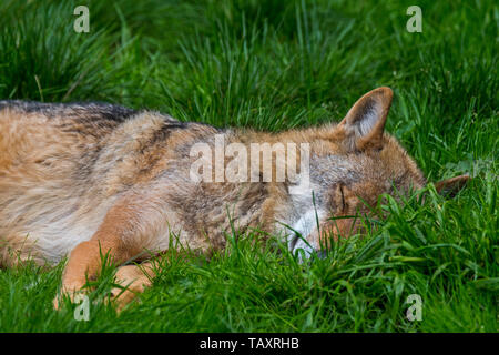 Europeo di lupo grigio / grigio lupo (Canis lupus) dormire nei prati / prato Foto Stock