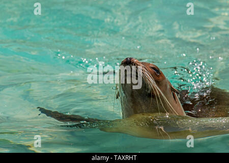 Il leone marino della California (Zalophus californianus) nuotare in acqua, nativo di western America del Nord Foto Stock
