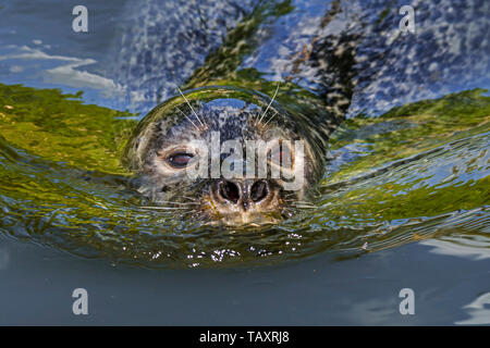 Guarnizione comune / guarnizione porto porto / guarnizione (Phoca vitulina) nuotare in acqua, close up ritratto Foto Stock