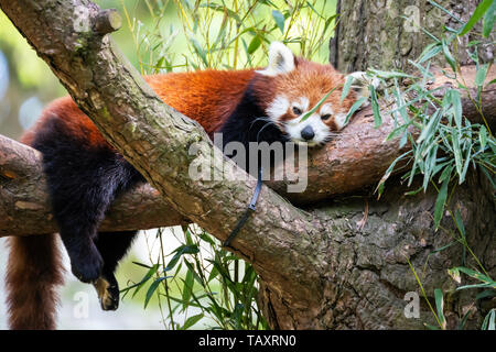 Panda rosso (Ailurus fulgens) seduta nella struttura ad albero presso lo Zoo di Edimburgo, Scozia, Regno Unito Foto Stock