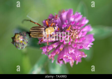 La fotografia macro di un striped scarabeo scarabeo feeeding su un trifoglio rosso fiore. Acquisite a montagne andine della Colombia centrale. Foto Stock
