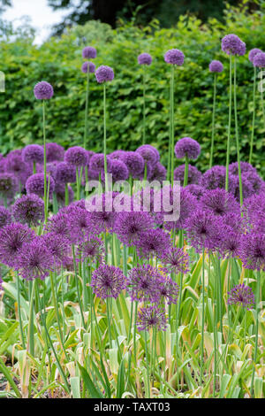 Allium " Purple Rain' e Allium altissimum "Goliath" in un giardino confine. Cipolla ornamentali fiori ad RHS Wisley Gardens, Surrey, Inghilterra Foto Stock