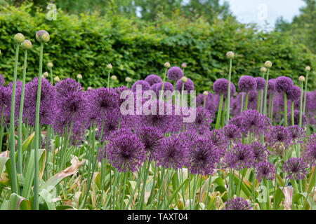 Allium " Purple Rain' e Allium altissimum "Goliath" in un giardino confine. Cipolla ornamentali fiori ad RHS Wisley Gardens, Surrey, Inghilterra Foto Stock