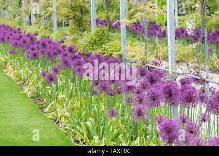 Allium " Purple Rain' fiori lungo l arco di glicine. Cipolla ornamentali fiori ad RHS Wisley Gardens, Surrey, Inghilterra Foto Stock